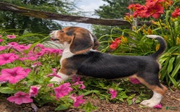 Beagle dogs for sale: Caramel - Image 11