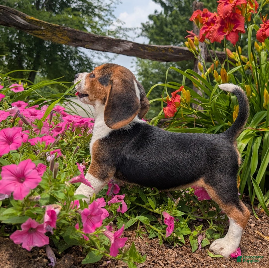 Beagle dogs for sale: Caramel - Image 11