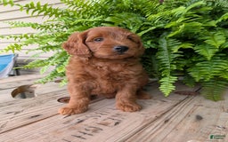 Mini Goldendoodle dogs for sale: Mini-logan - Image 42