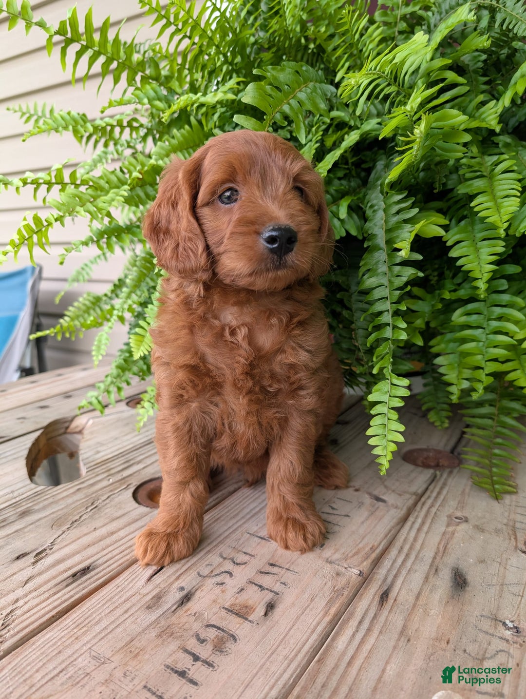 Mini Goldendoodle dogs for sale: Mini-logan - Image 42