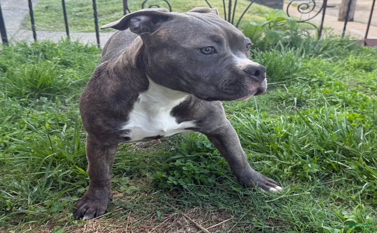 American Pit Bull Terrier dogs - Advert 27