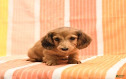 Dachshund dogs for sale: Katie - Image 5