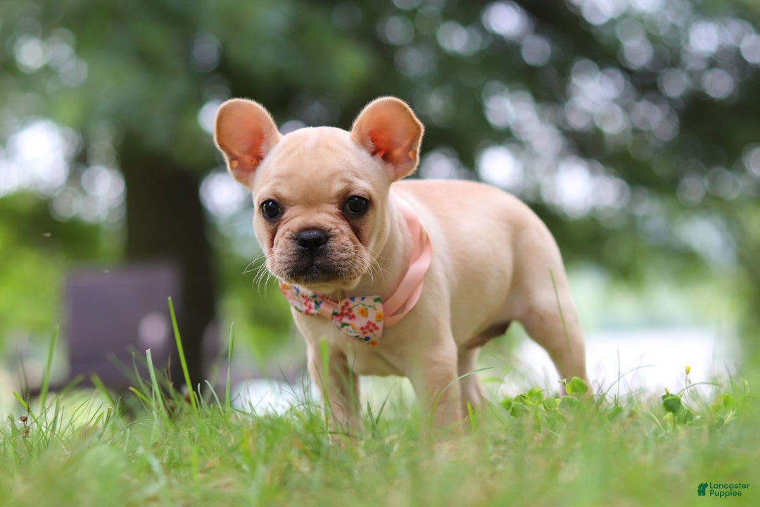 French Bulldog dogs for sale: French Bulldog 5 puppies - Image 10