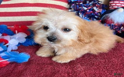 Cavapoo dogs for sale: Calvin - Image 6
