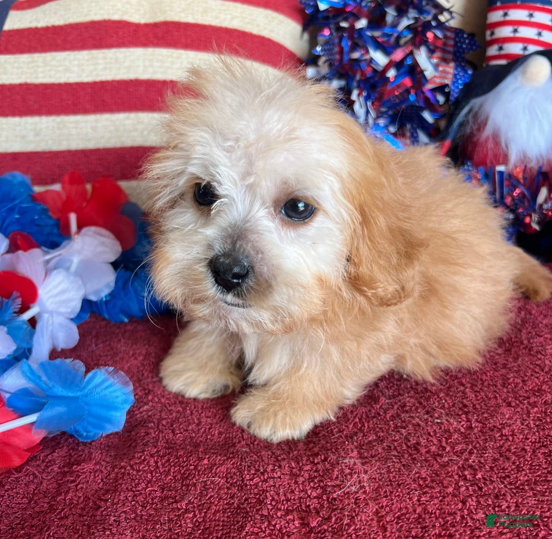 Cavapoo dogs for sale: Calvin - Image 6