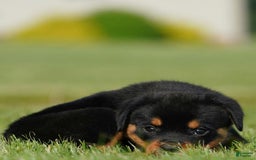 Rottweiler dogs for sale: Kobe - Image 7