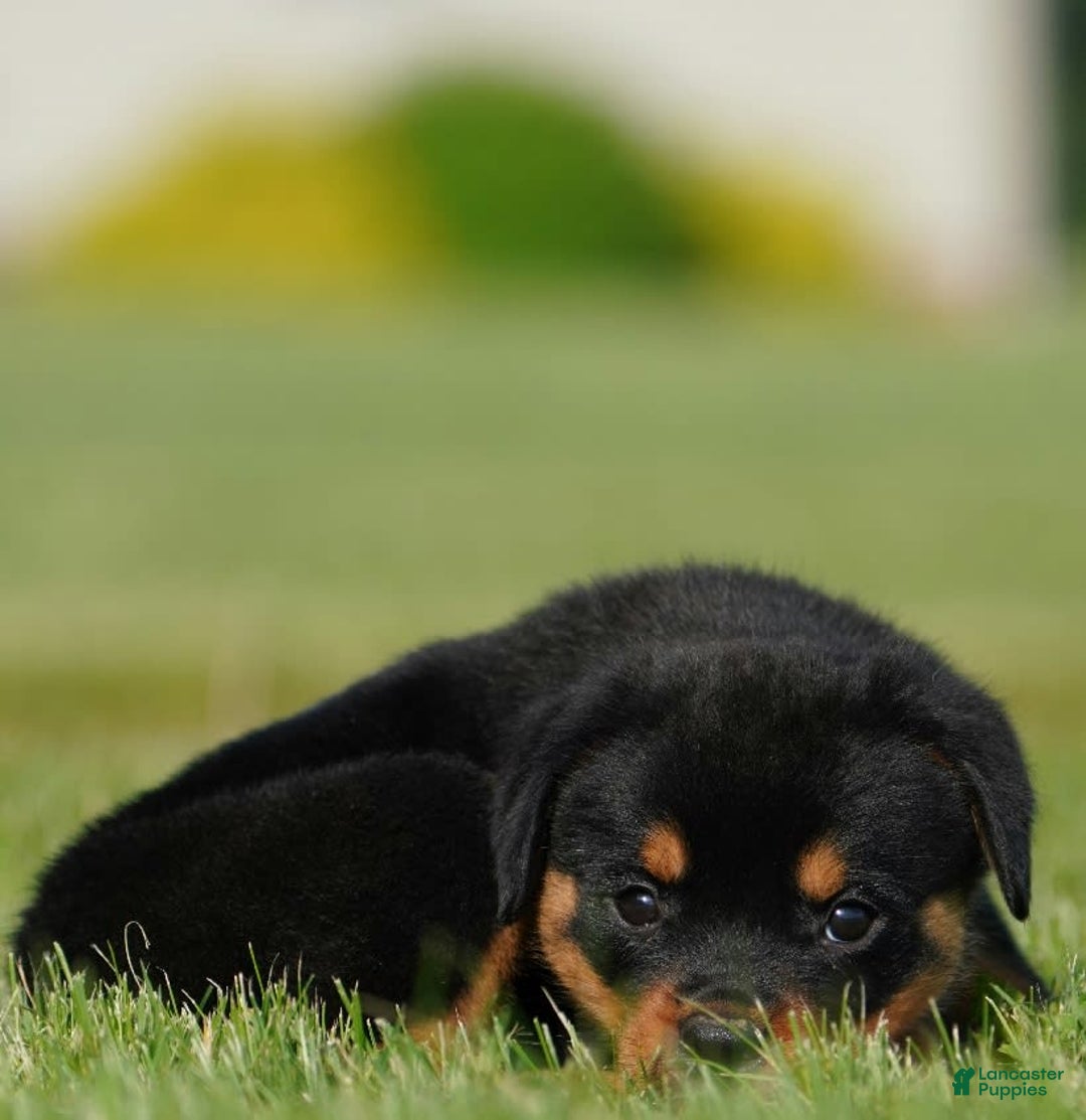 Rottweiler dogs for sale: Kobe - Image 7