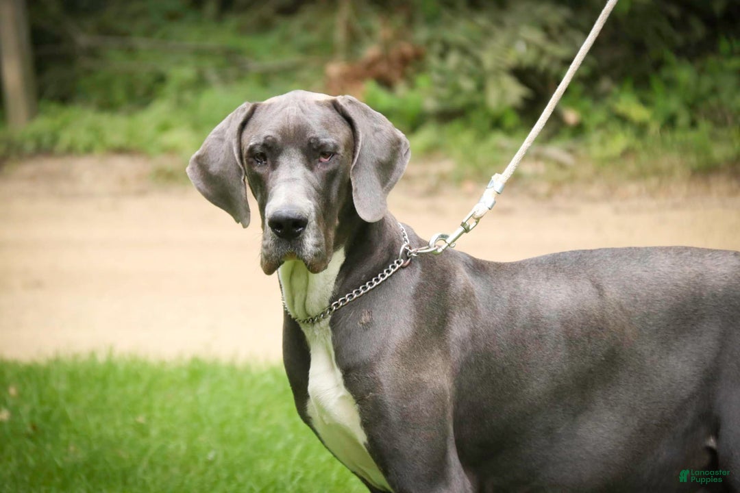 Great Dane dogs for sale: Jack - Image 26