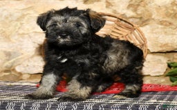 Miniature Schnauzer dogs for sale: Misty - Image 5