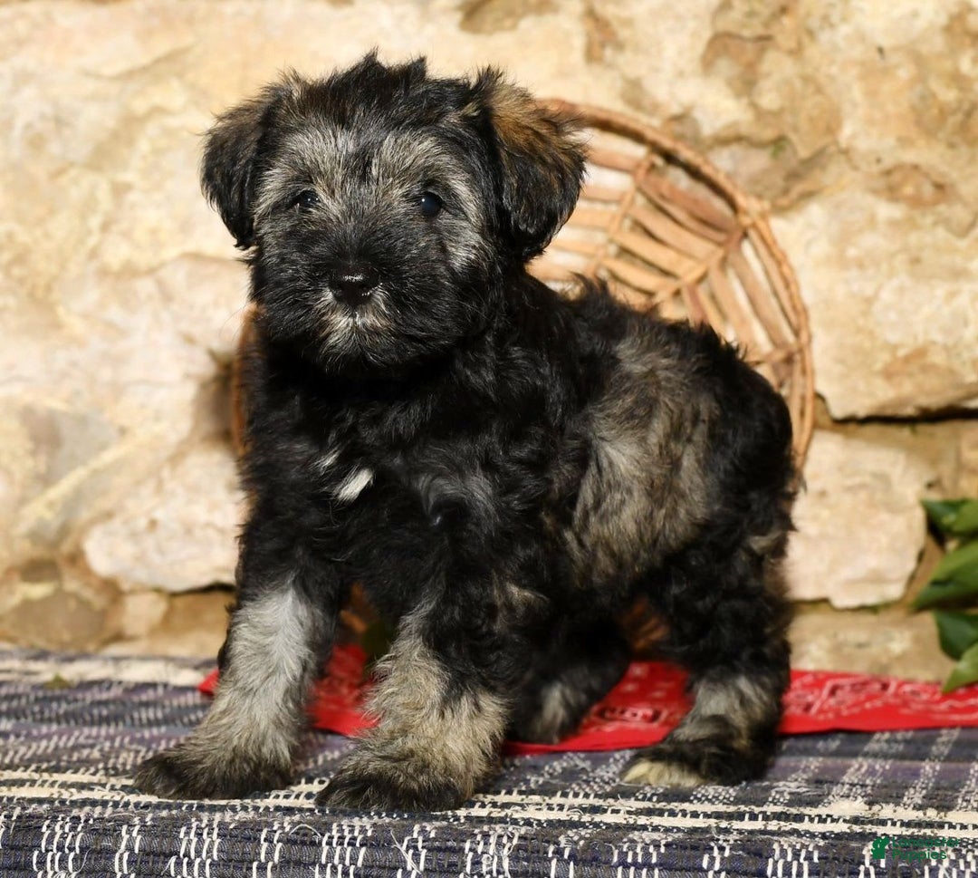 Miniature Schnauzer dogs for sale: Misty - Image 5
