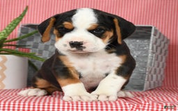 Beabull dogs for sale: Winston - Image 7