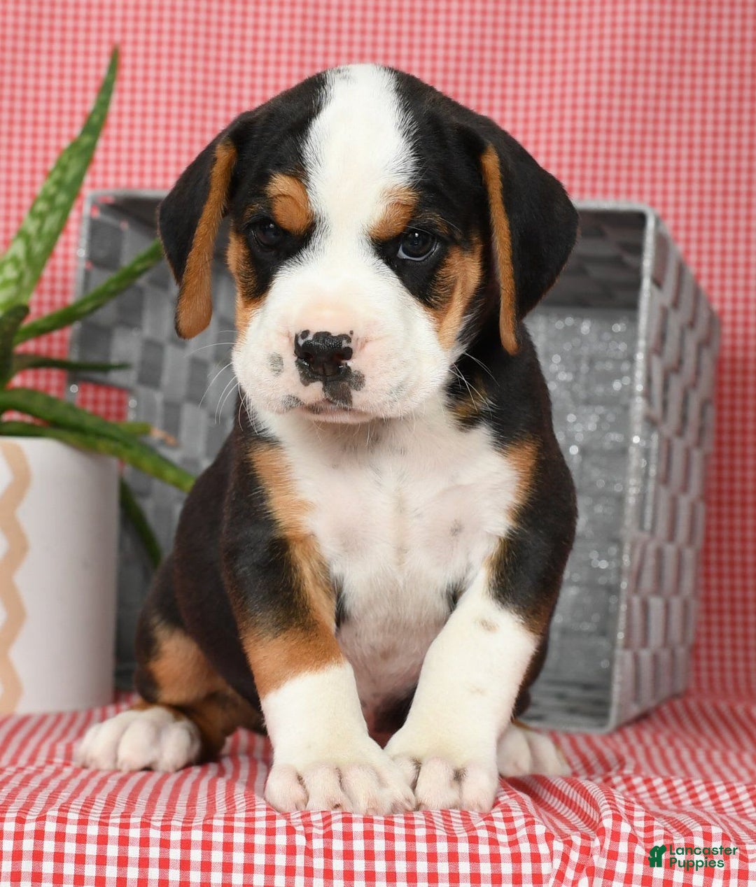 Beabull dogs for sale: Winston - Image 7