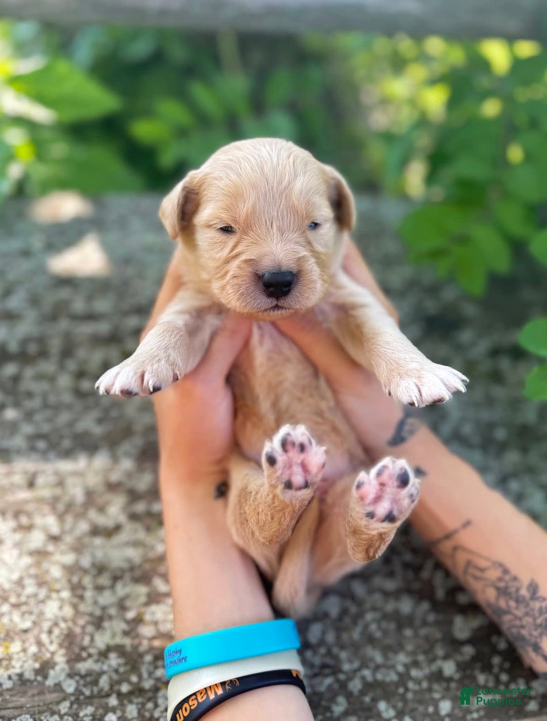 Golden Retriever dogs for sale: Oak - Image 5