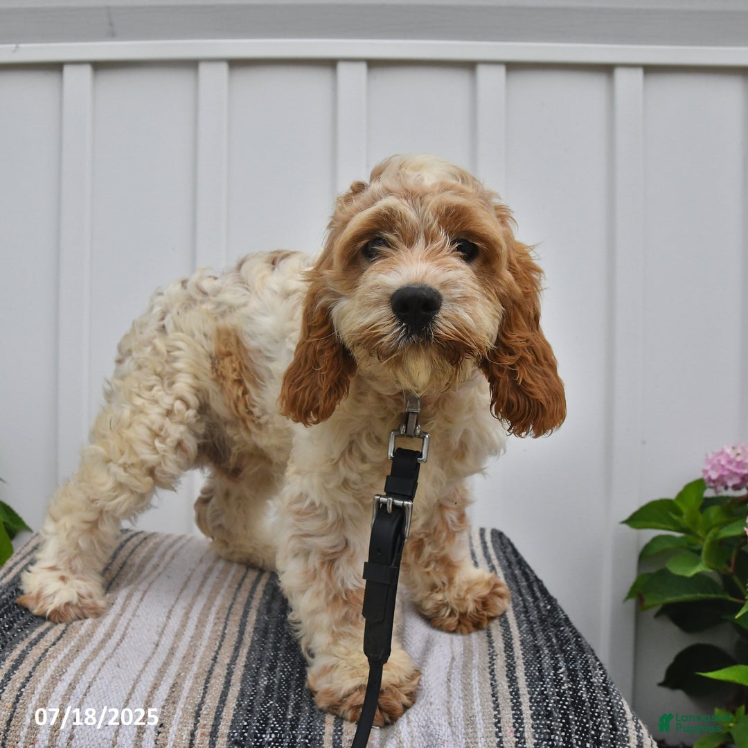 Cockapoo dogs for sale: Fluffy - Image 2