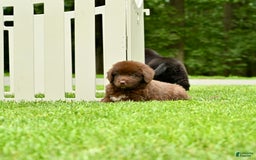 Newfoundland dogs for sale: Bella - Image 20