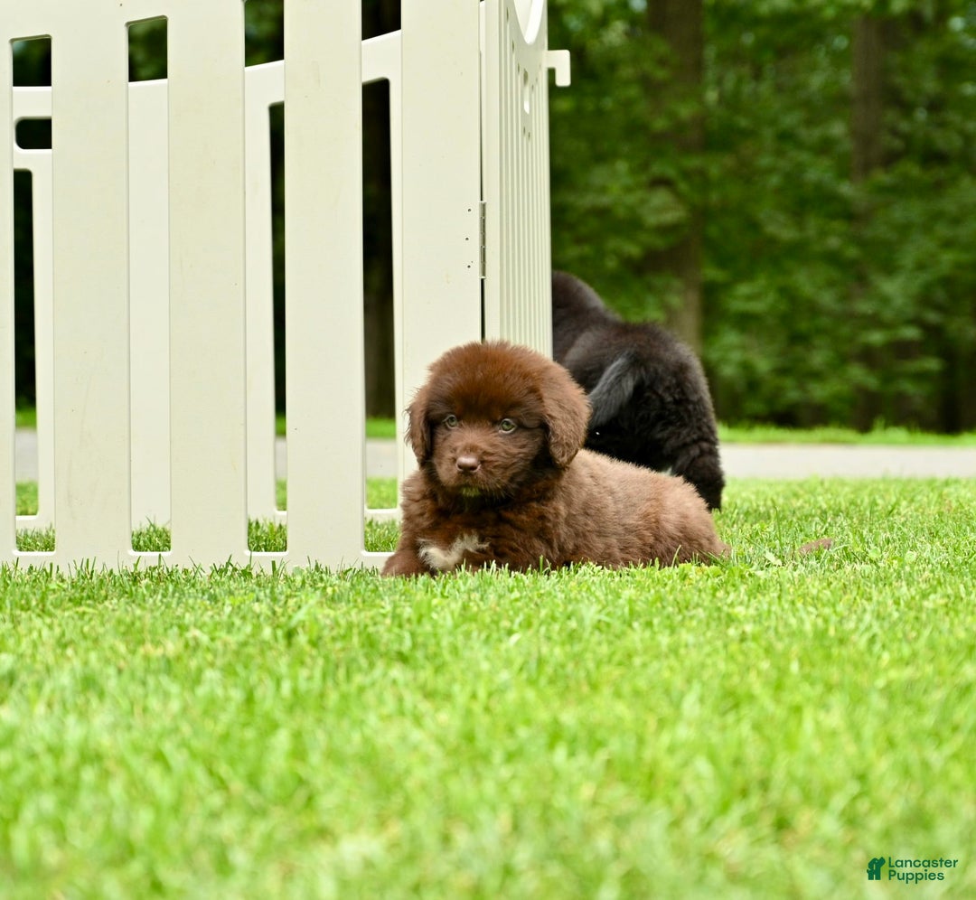 Newfoundland dogs for sale: Bella - Image 20