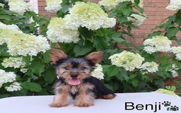 Yorkshire Terrier dogs for sale: Benji - Image 6