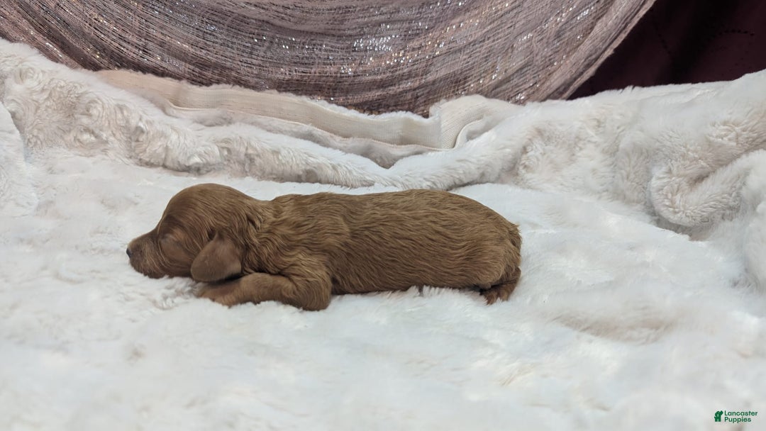 Cavapoo dogs for sale: Apollo - Image 3
