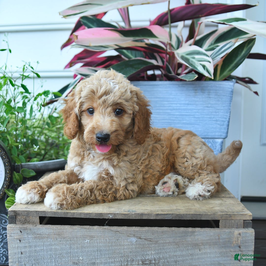 Mini Goldendoodle dogs for sale: Pepper - Image 2