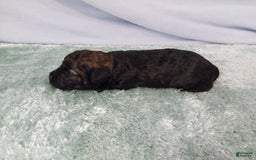 Toy Poodle dogs for sale: Kody - Image 3