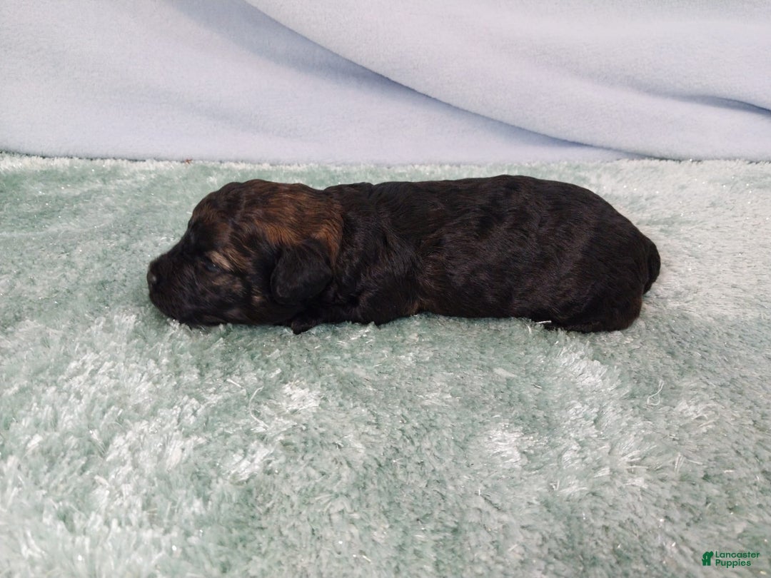 Toy Poodle dogs for sale: Kody - Image 3