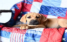 Cane Corso dogs for sale: Milo - Image 2