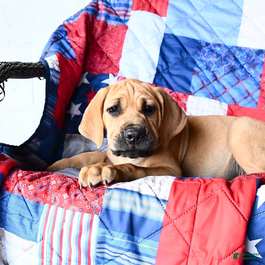 Cane Corso dogs for sale: Milo - Image 2