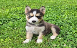 Gerberian Shepsky dogs for sale: Sue - Image 2