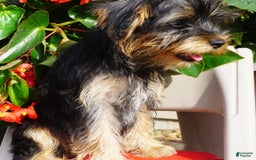 Yorkshire Terrier dogs for sale: Alyssa - Image 4