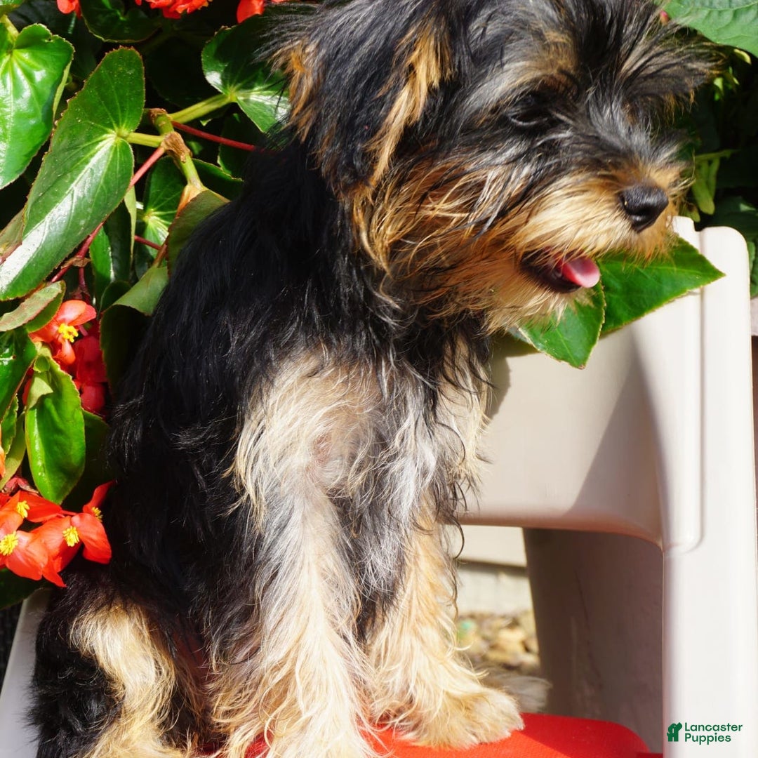 Yorkshire Terrier dogs for sale: Alyssa - Image 4