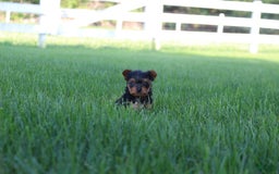 Yorkshire Terrier dogs for sale: Lily - Image 4