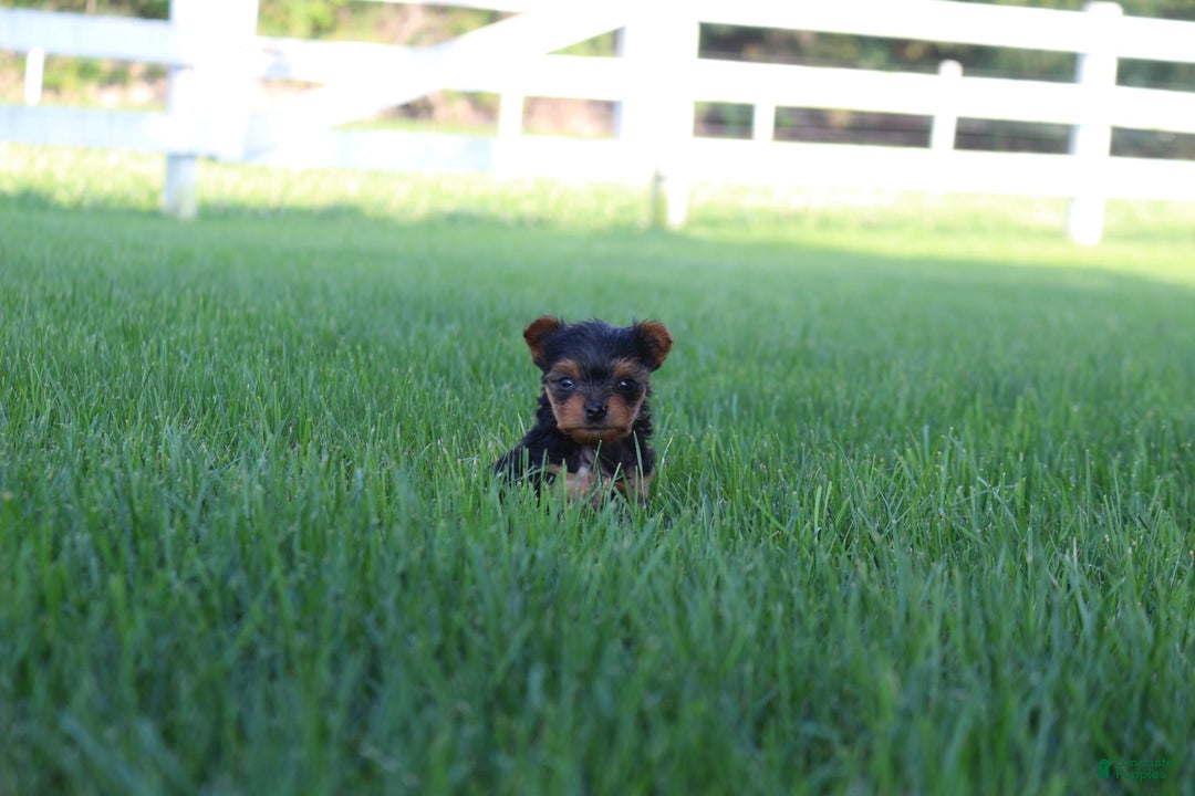 Yorkshire Terrier dogs for sale: Lily - Image 4