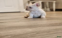 French Bulldog dogs for sale: Snow - Image 2