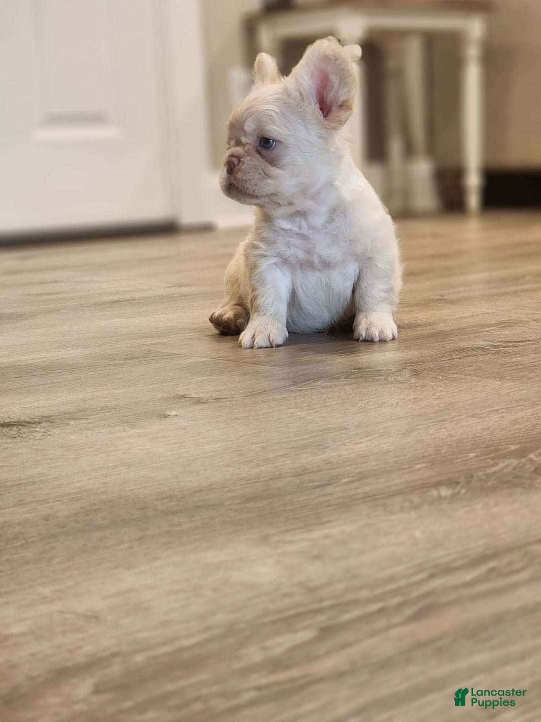 French Bulldog dogs for sale: Snow - Image 2