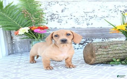 Miniature Dachshund dogs for sale: Twinkle - Image 2