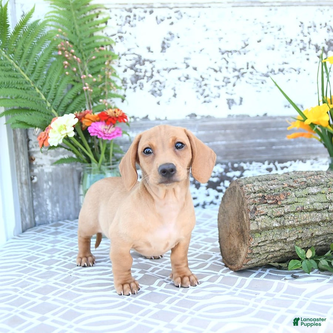 Miniature Dachshund dogs for sale: Twinkle - Image 2