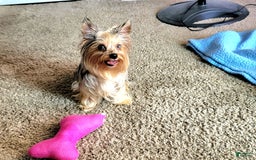 Yorkshire Terrier dogs for sale: R Ythm - Image 7