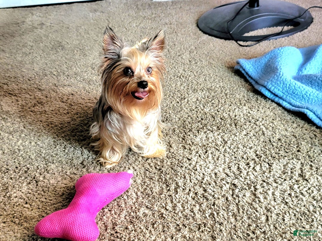 Yorkshire Terrier dogs for sale: R Ythm - Image 7