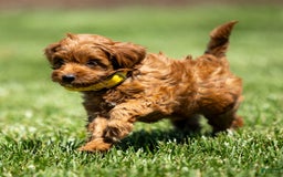Goldendoodle dogs for sale: April - Image 5