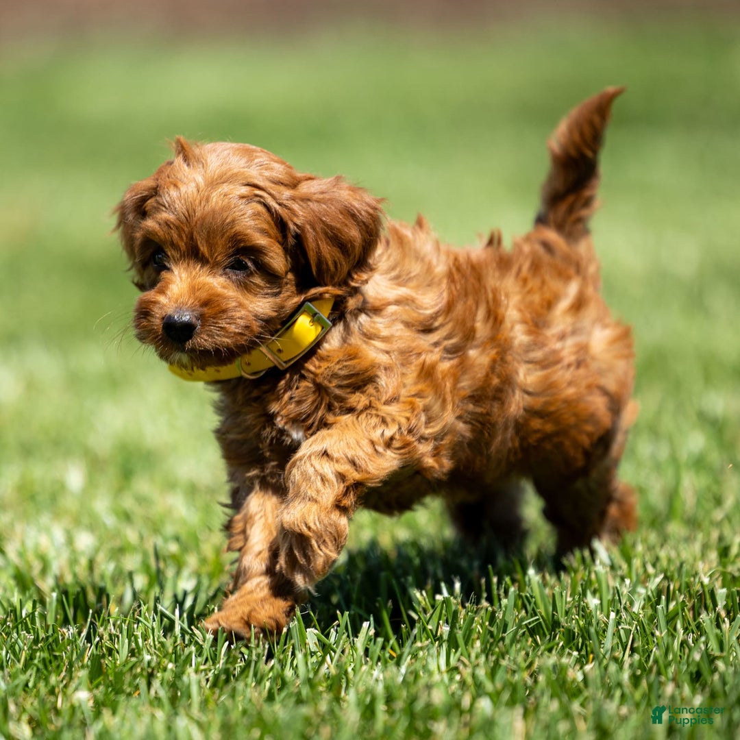 Goldendoodle dogs for sale: April - Image 5