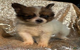 Papillon dogs for sale: Flash - Image 1
