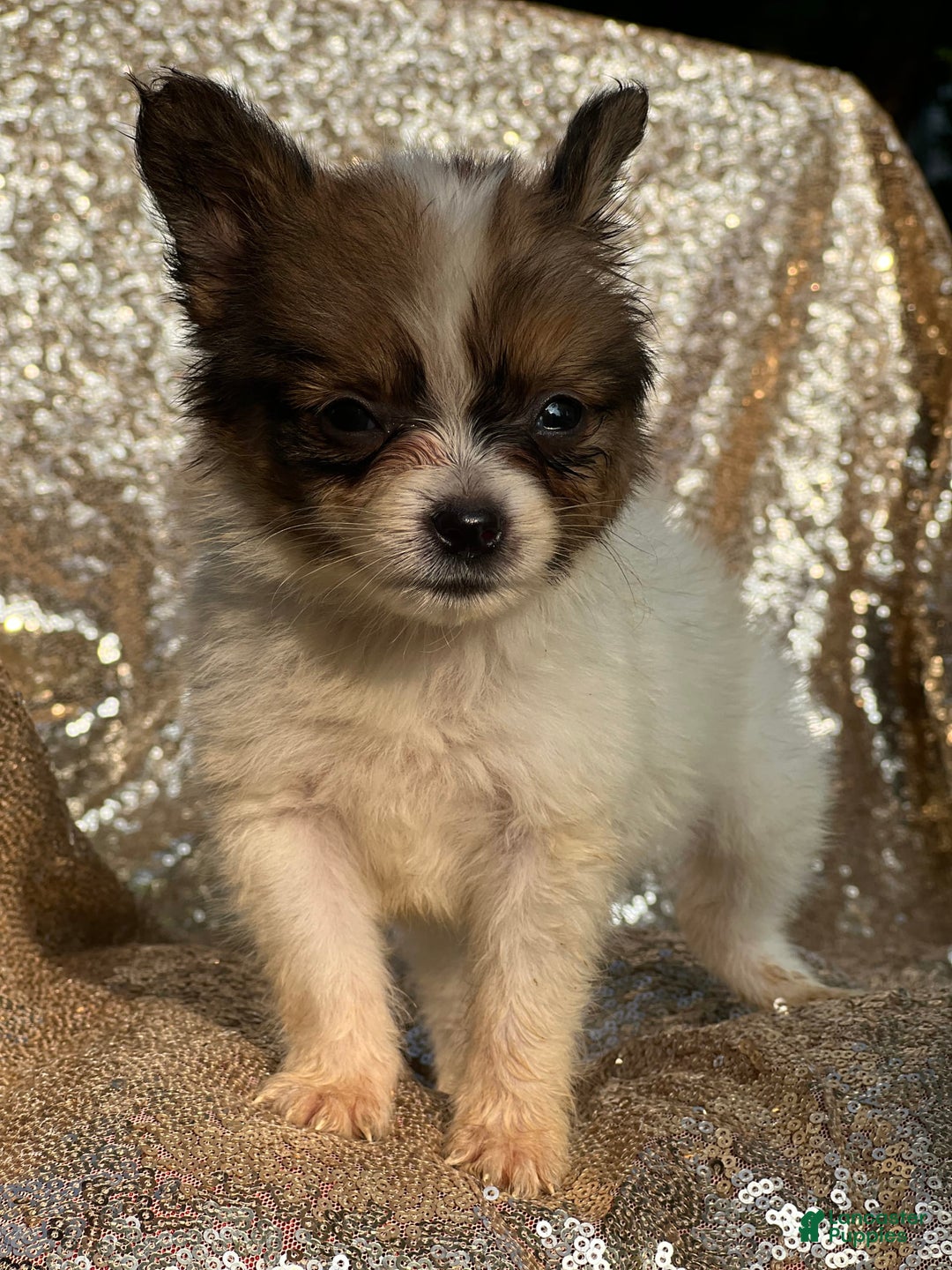 Papillon dogs for sale: Flash - Image 1