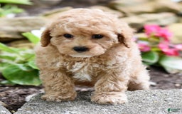 Toy Poodle dogs for sale: Tinkerbell - Image 17