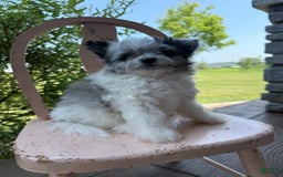 Pomapoo dogs for sale: Maverick - Image 10