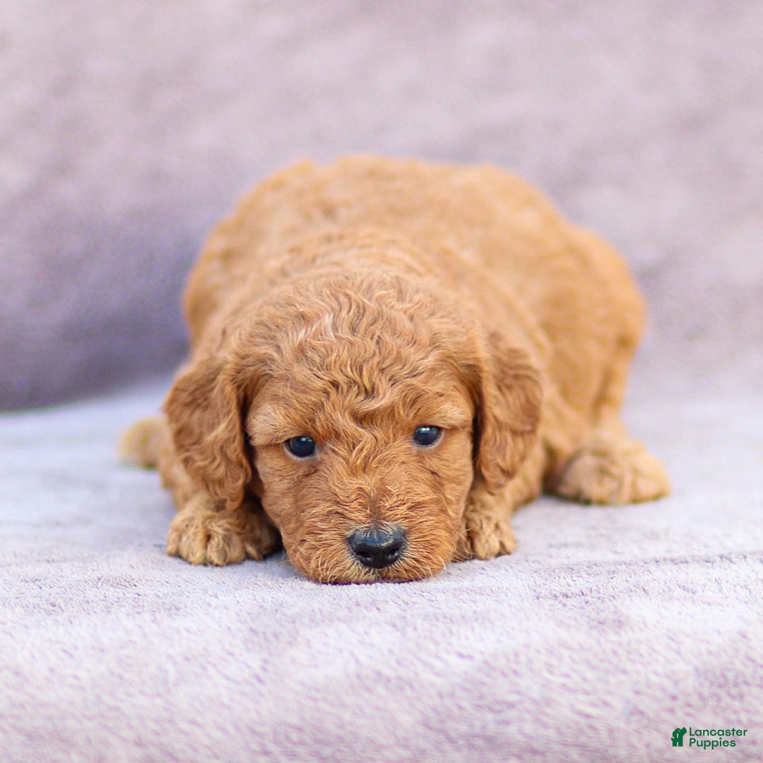 Goldendoodle dogs for sale: Oliver - Image 5