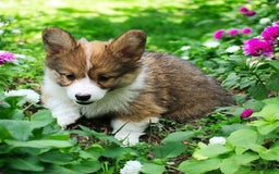 Welsh Corgi Pembroke dogs for sale: Trey Fluffy - Image 15