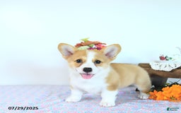 Welsh Corgi Pembroke dogs for sale: Hope - Image 11