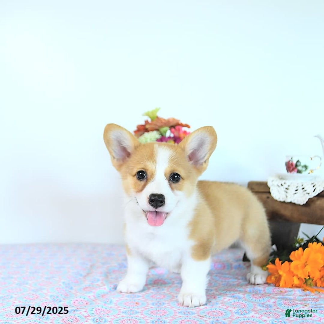 Welsh Corgi Pembroke dogs for sale: Hope - Image 11