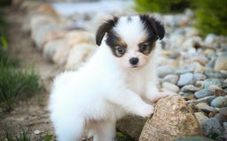 Papillon dogs for sale: Lavender - Image 3