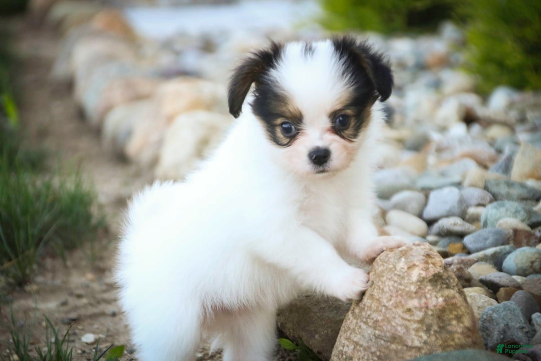Papillon dogs for sale: Lavender - Image 3